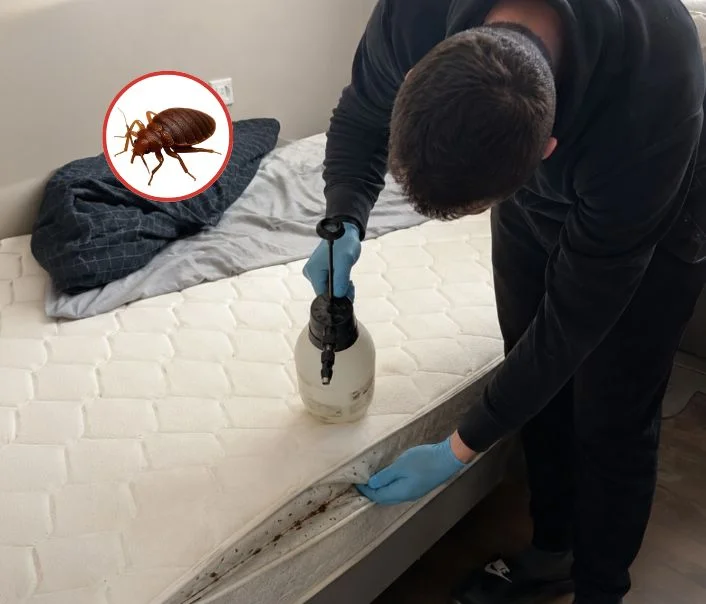 Technicien traitant un matelas contre les punaises de lit à Fontenay-en-Parisis